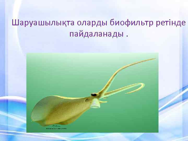 Шаруашылықта оларды биофильтр ретінде пайдаланады. 