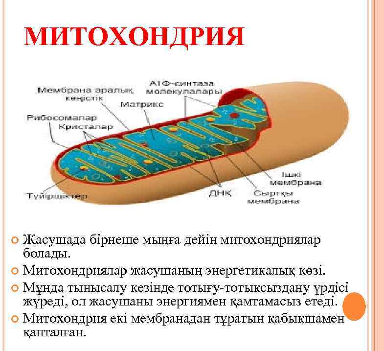 Митохондрии у прокариот. 1) Митохондрия. Ультраструктура митохондрий. Митохондрия дегеніміз не. Изображение митохондрии.