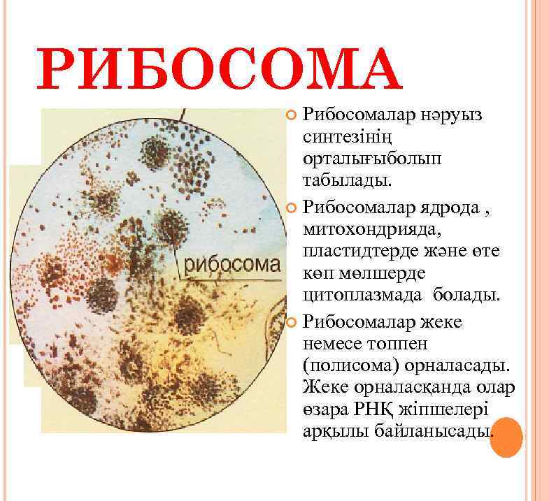 РИБОСОМА Рибосомалар нәруыз синтезінің орталығыболып табылады. Рибосомалар ядрода , митохондрияда, пластидтерде және өте көп