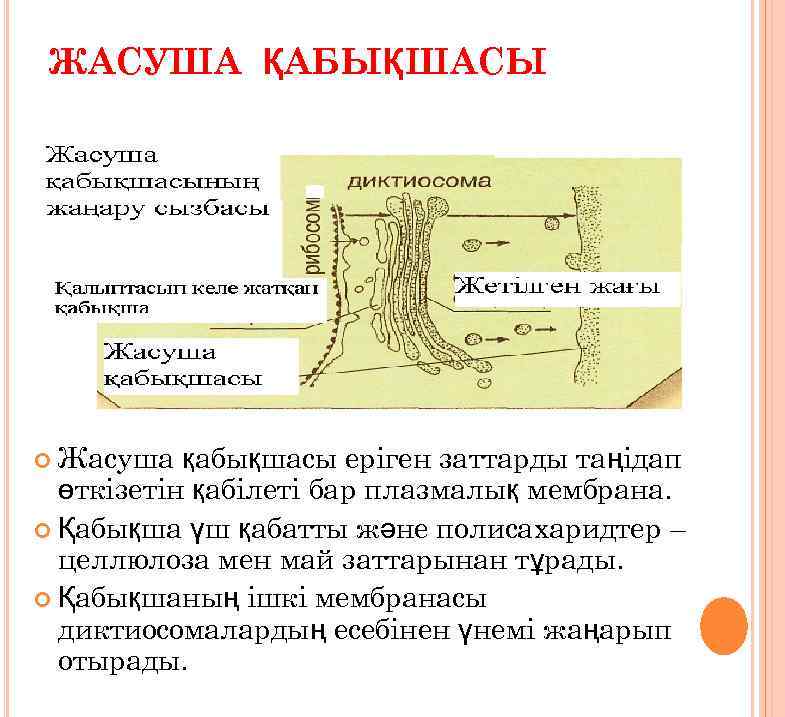 ЖАСУША ҚАБЫҚШАСЫ Жасуша қабықшасы еріген заттарды таңідап өткізетін қабілеті бар плазмалық мембрана. Қабықша үш