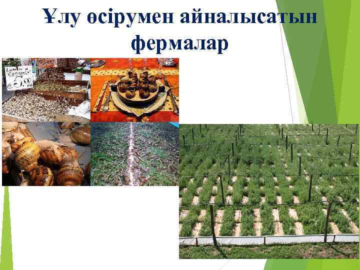 Ұлу өсірумен айналысатын фермалар 