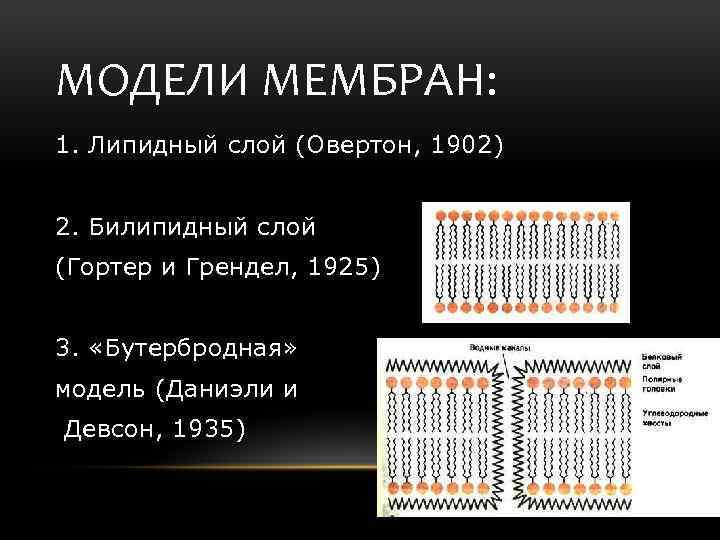 Физические модели мембран. Модели биологических мембран. Бутербродная модель мембраны. Модель мембраны сэндвич. Бутербродная модель строения мембраны.