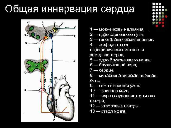 Общая иннервация сердца 1 — мозжечковые влияния, 2 — ядро одиночного пути, 3 —
