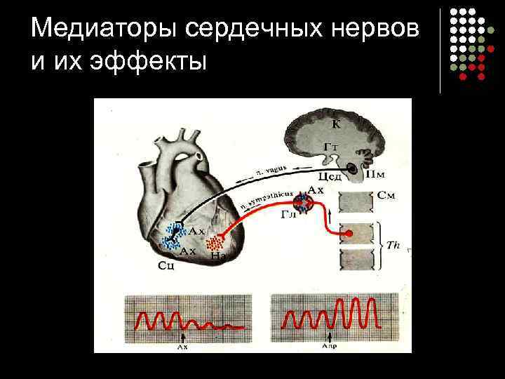 Медиаторы сердечных нервов и их эффекты 