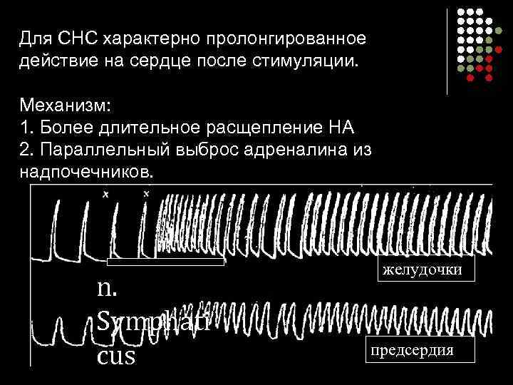 Для СНС характерно пролонгированное действие на сердце после стимуляции. Механизм: 1. Более длительное расщепление