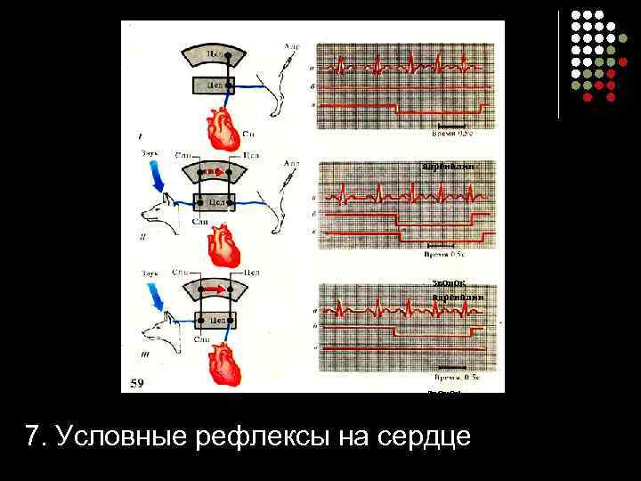 адреналин звонок 7. Условные рефлексы на сердце 