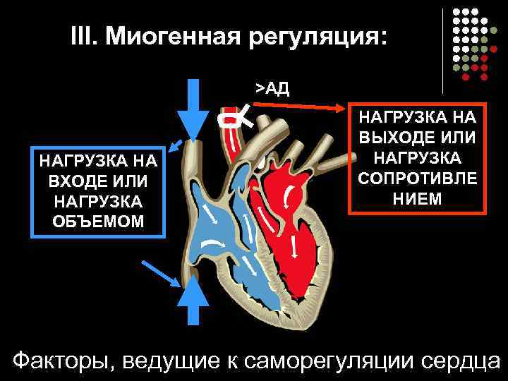 III. Миогенная регуляция: >АД НАГРУЗКА НА ВХОДЕ ИЛИ НАГРУЗКА ОБЪЕМОМ НАГРУЗКА НА ВЫХОДЕ ИЛИ