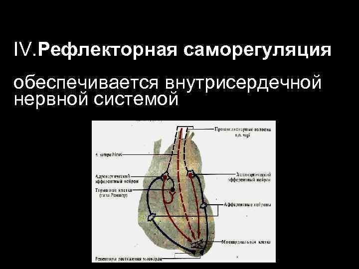 IV. Рефлекторная саморегуляция обеспечивается внутрисердечной нервной системой 