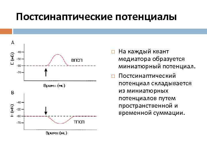 Постсинаптические потенциалы На каждый квант медиатора образуется миниатюрный потенциал. Постсинаптический потенциал складывается из миниатюрных