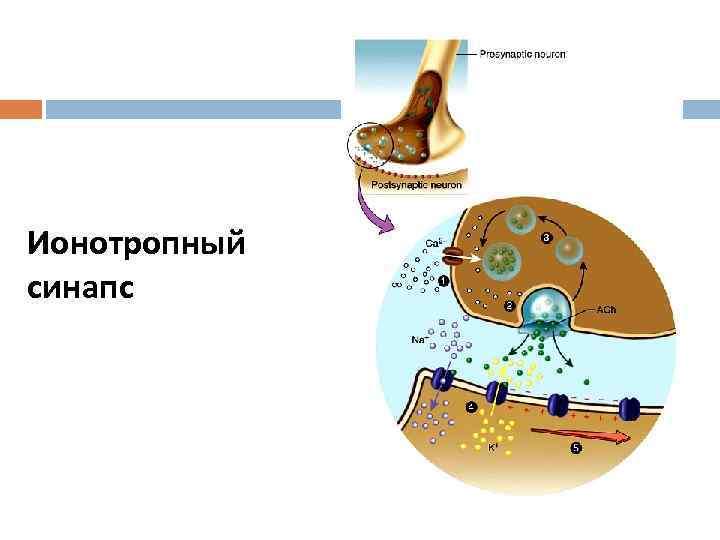 Ионотропный синапс 