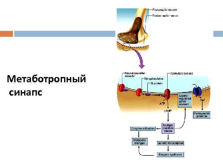 Метаботропный синапс 