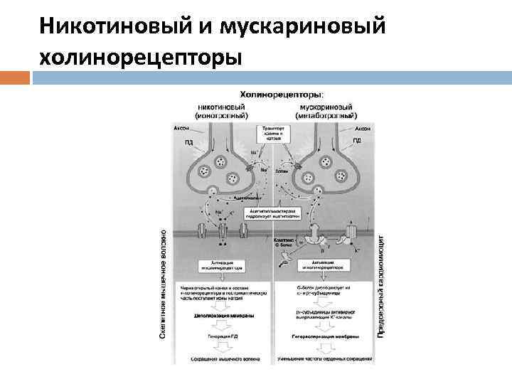 Никотиновый и мускариновый холинорецепторы 