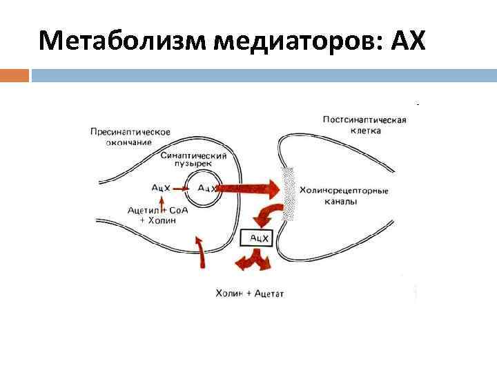 Метаболизм медиаторов: АХ 