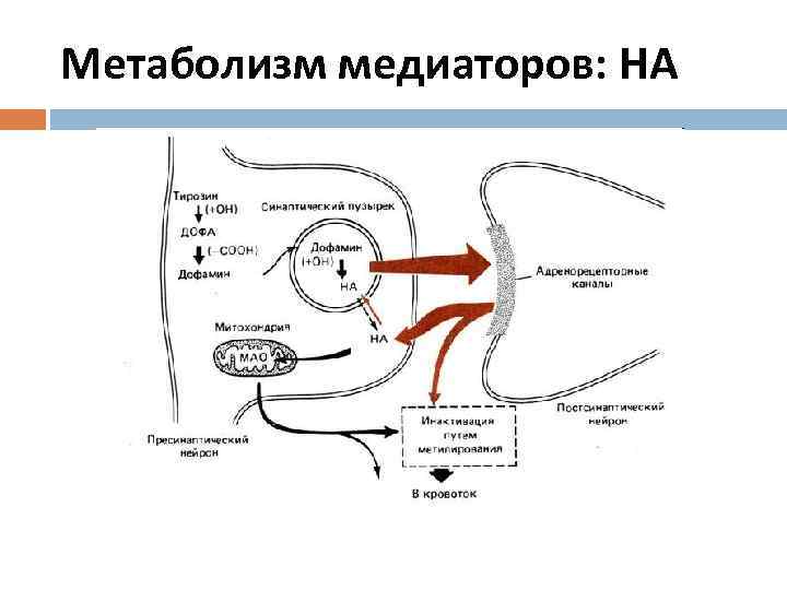 Метаболизм медиаторов: НА 