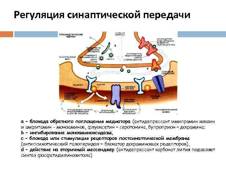 Регуляция синаптической передачи а – блокада обратного поглощения медиатора (антидепрессант имипрамин кокаин и амфитамин