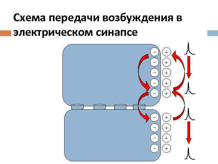 Схема электрического синапса