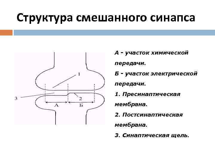 Строение химического синапса рисунок