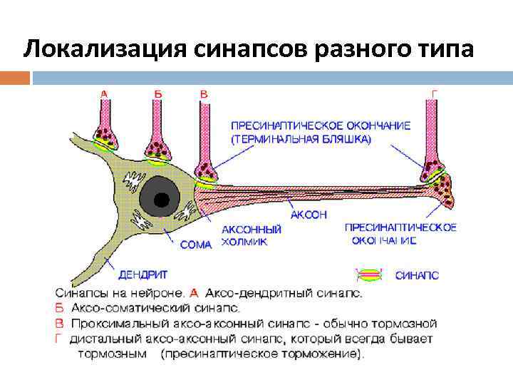 Локализация синапсов разного типа 