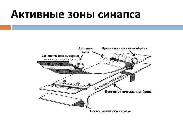 Активные зоны синапса 