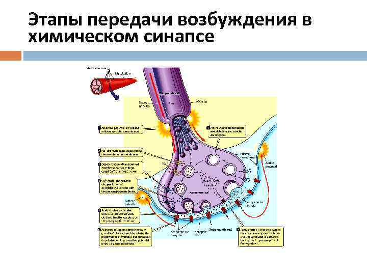 Схема строения и передачи сигнала в химическом синапсе