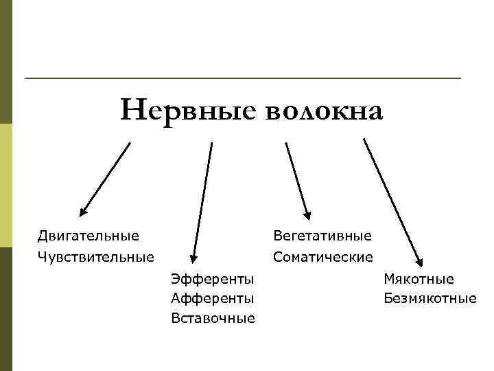 Нервные волокна Двигательные Вегетативные Чувствительные Соматические Эфференты Афференты Вставочные Мякотные Безмякотные 