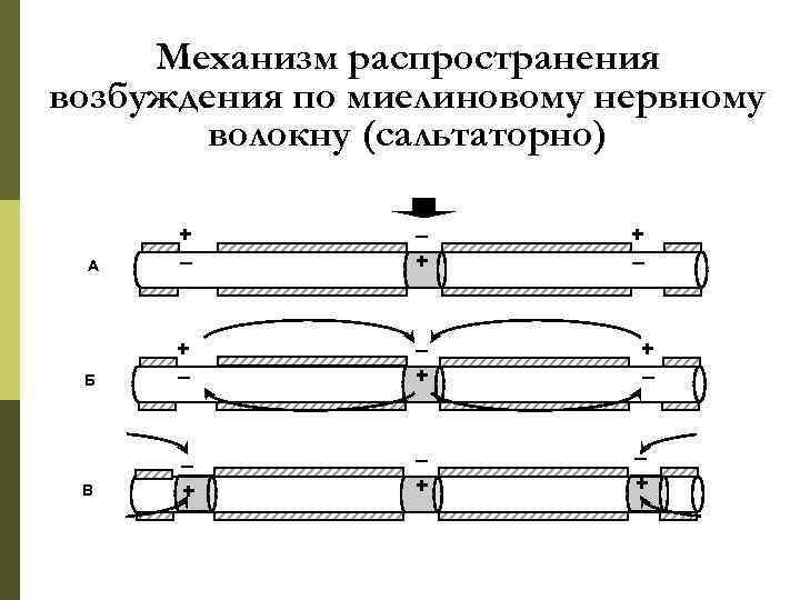 Механизм распространения возбуждения по миелиновому нервному волокну (сальтаторно) А + – – + Б