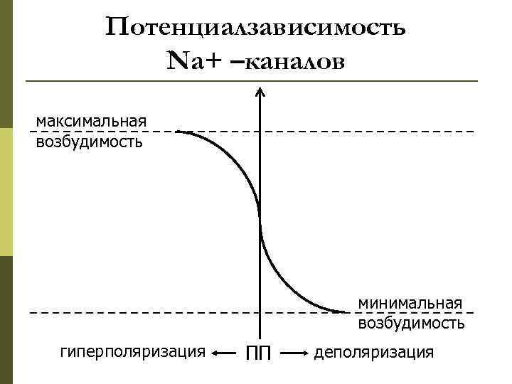 Потенциалзависимость Na+ –каналов максимальная возбудимость минимальная возбудимость гиперполяризация ПП деполяризация 