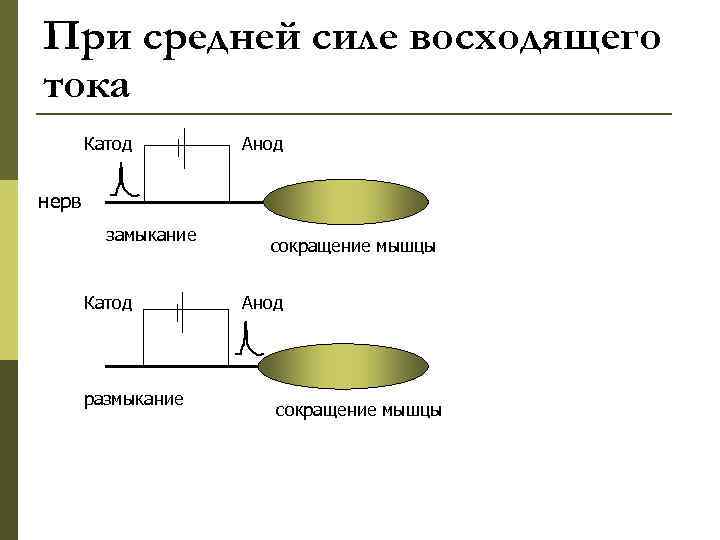 При средней силе восходящего тока Катод Анод нерв замыкание Катод размыкание сокращение мышцы Анод