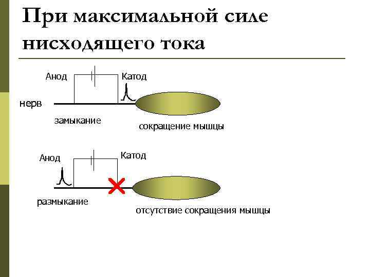 При максимальной силе нисходящего тока Анод Катод нерв замыкание Анод размыкание сокращение мышцы Катод