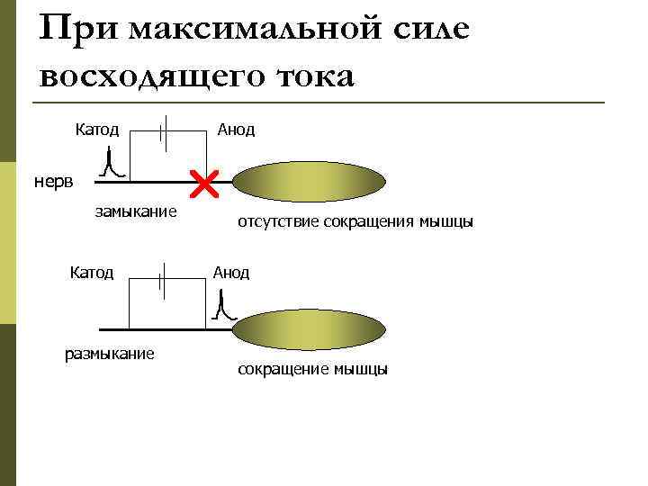 При максимальной силе восходящего тока Катод нерв замыкание Катод размыкание Анод отсутствие сокращения мышцы