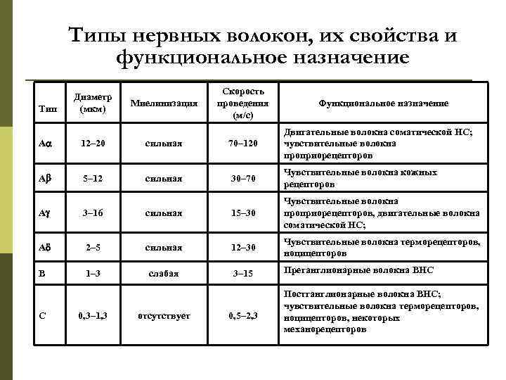 Типы нервных волокон, их свойства и функциональное назначение Тип Диаметр (мкм) Миелинизация Скорость проведения