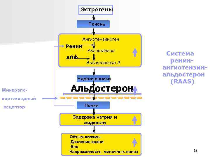 Эстрогены Печень Ангиотензиноген Ренин н. I АПФ Ангиотензин II Надпочечники Минерало- Альдостерон Система ренин