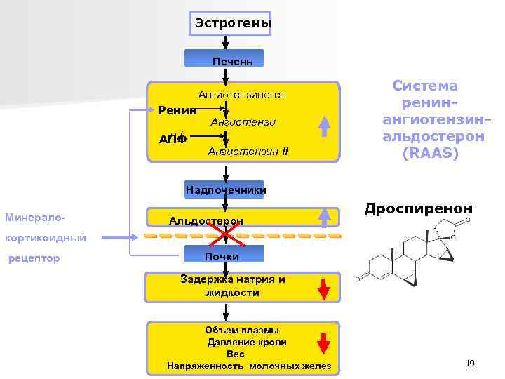 Эстрогены Печень Ангиотензиноген Ренин н. I АПФ Ангиотензин II Система ренин ангиотензин альдостерон (RAAS)