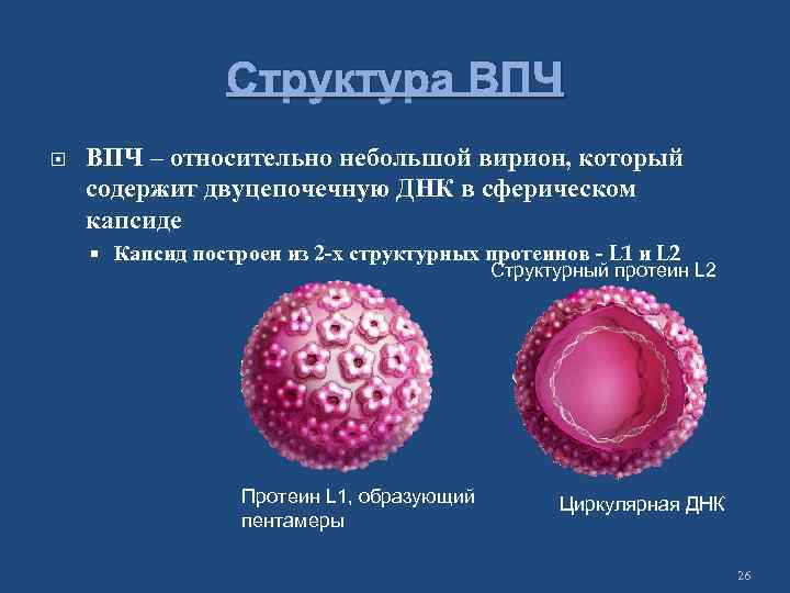 Впч это. Возбудитель ВПЧ морфология. Вирус папилломы строение. Папилломы вирус структура. Вирус папилломы человека структура.