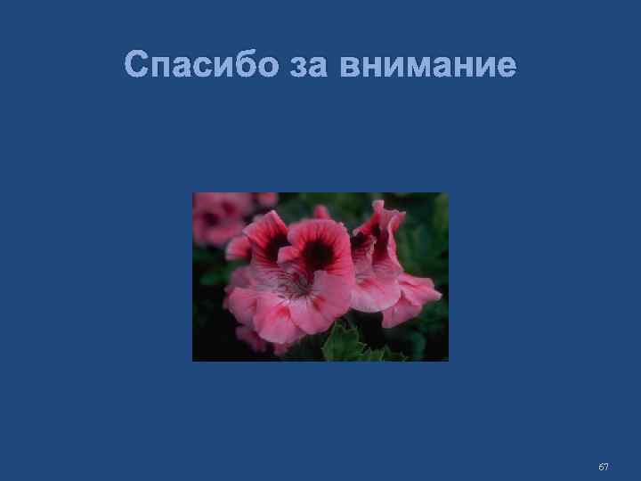 Спасибо за внимание 67 