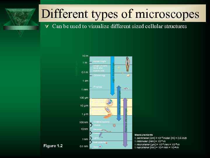Different types of microscopes Ú Can be used to visualize different sized cellular structures