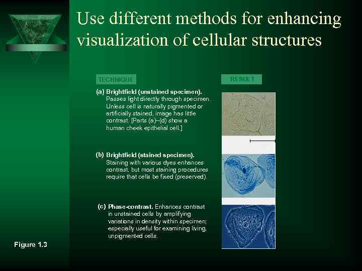 Use different methods for enhancing visualization of cellular structures TECHNIQUE RESULT (a) Brightfield (unstained