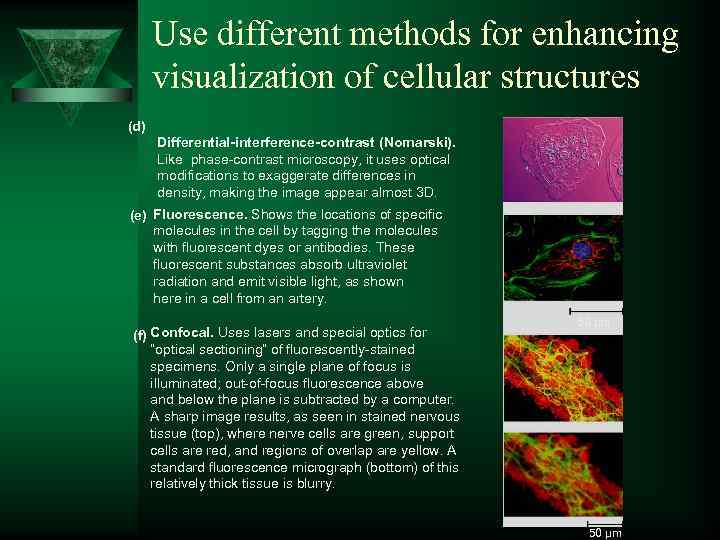 Use different methods for enhancing visualization of cellular structures (d) Differential-interference-contrast (Nomarski). Like phase-contrast