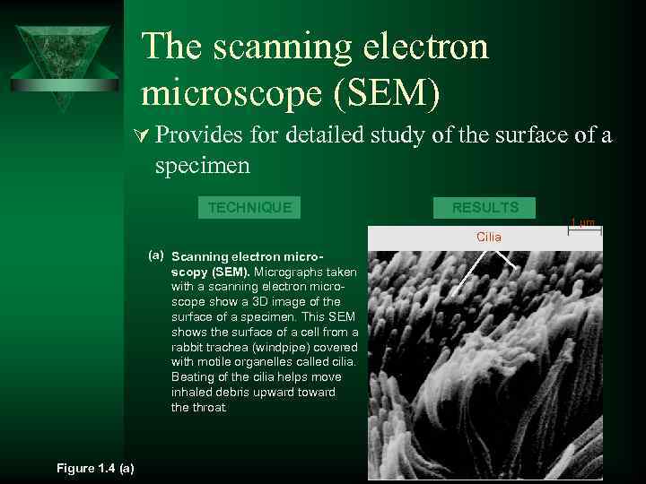 The scanning electron microscope (SEM) Ú Provides for detailed study of the surface of