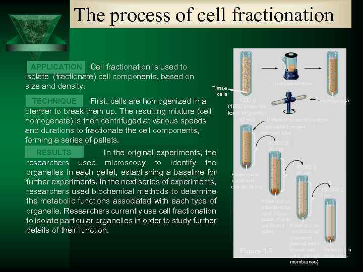 The process of cell fractionation Cell fractionation is used to isolate (fractionate) cell components,