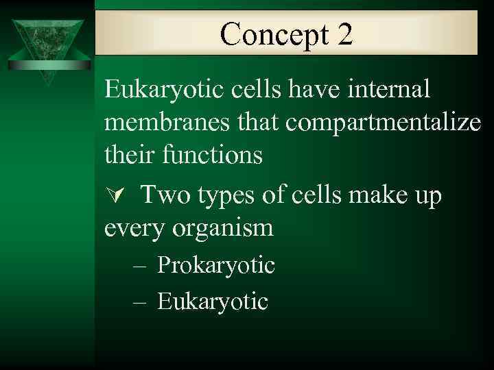 Concept 2 Eukaryotic cells have internal membranes that compartmentalize their functions Ú Two types