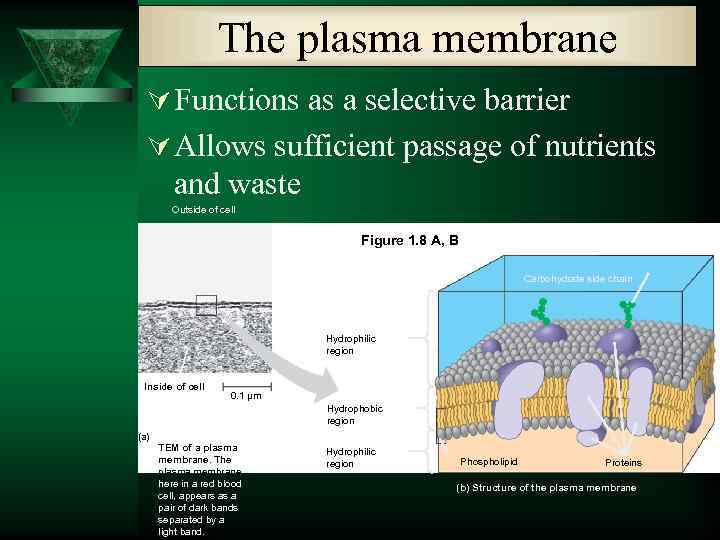 The plasma membrane Ú Functions as a selective barrier Ú Allows sufficient passage of