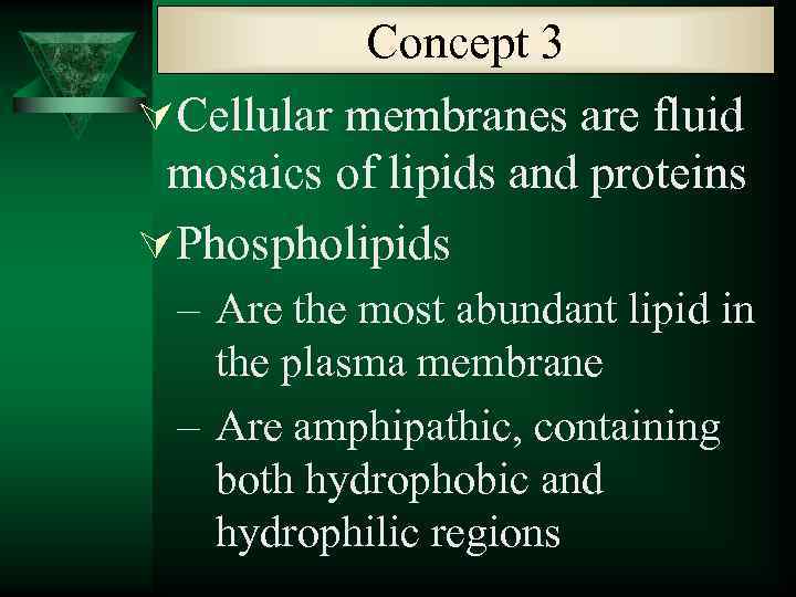 Concept 3 ÚCellular membranes are fluid mosaics of lipids and proteins ÚPhospholipids – Are