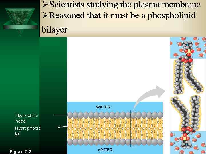ØScientists studying the plasma membrane ØReasoned that it must be a phospholipid bilayer WATER
