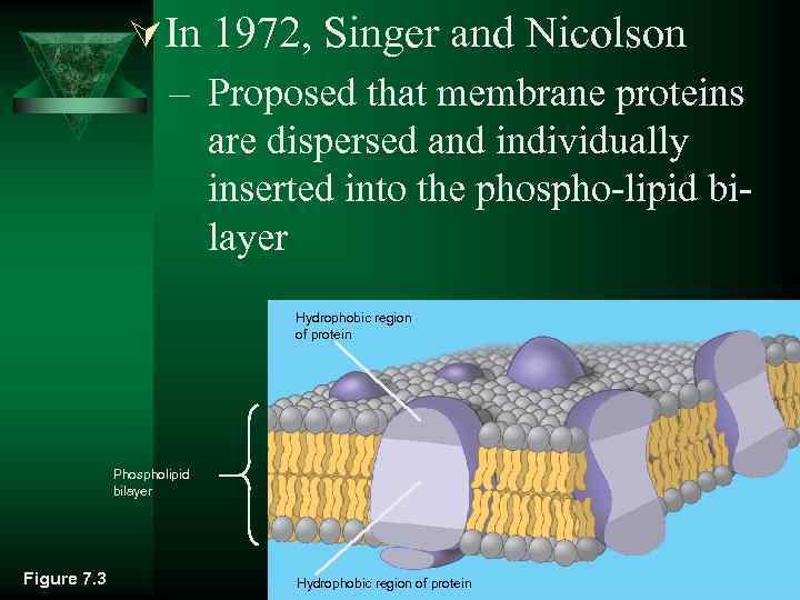 ÚIn 1972, Singer and Nicolson – Proposed that membrane proteins are dispersed and individually