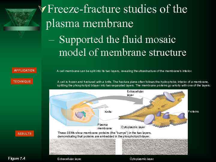 ÚFreeze-fracture studies of the plasma membrane – Supported the fluid mosaic model of membrane