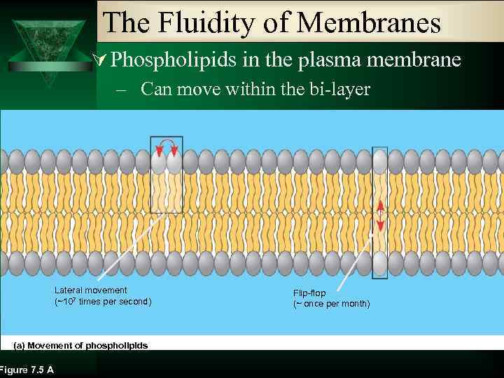 The Fluidity of Membranes Ú Phospholipids in the plasma membrane – Can move within