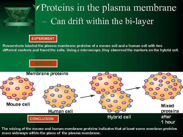 ÚProteins in the plasma membrane – Can drift within the bi-layer EXPERIMENT Researchers labeled