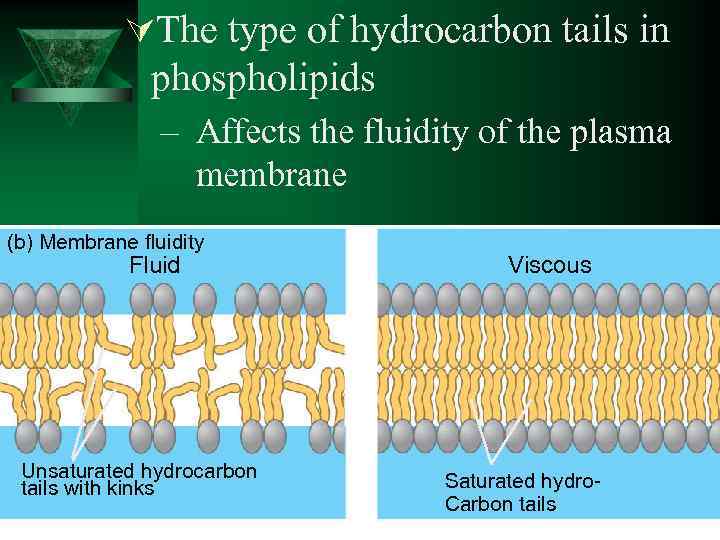 ÚThe type of hydrocarbon tails in phospholipids – Affects the fluidity of the plasma
