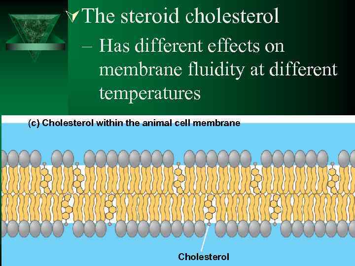 ÚThe steroid cholesterol – Has different effects on membrane fluidity at different temperatures (c)
